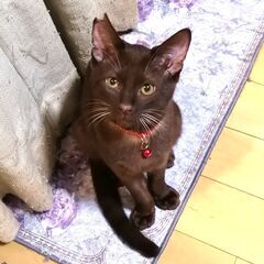 超々 甘えっ子の男の子（６ヶ月）