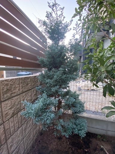 庭木 ボールバード シンボルツリー クリ マススツリー コニファー