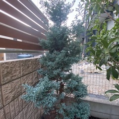 庭木 ボールバード シンボルツリー クリ マススツリー コニファー