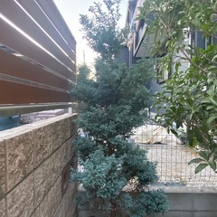 庭木 ボールバード シンボルツリー クリ マススツリー コニファー