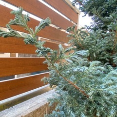 庭木　ボールバード シンボルツリー　クリ マススツリー コニファー 庭木 ボールバード シンボルツリー クリ マススツリー コニファー