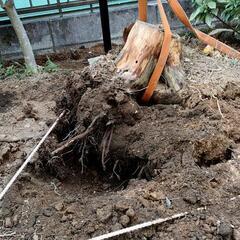 根っこ除去、抜根道具一式の画像