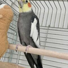 (里親様決定)オカメインコ ピーちゃん11歳