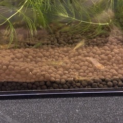 ミナミヌマエビの画像