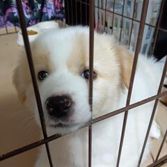 保護子犬