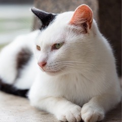 🐈 猫好きな人 写真好きな人 募集中 📸 - 福井市