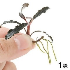 クダガンの中古が安い!激安で譲ります・無料であげます|ジモティー クダガンの中古が安い!激安で譲ります・無料であげます|ジモティー