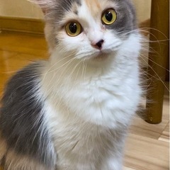ミヌエット女の子　里親様募集中