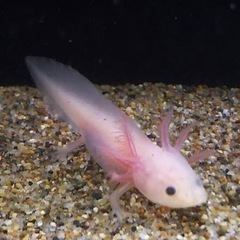 ウーパールーパー　リューシー 10cm前後