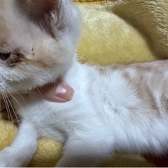 保護猫です。