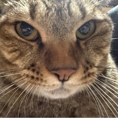大きな猫です