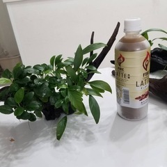 水草&流木1