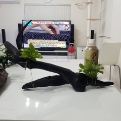水草&流木2