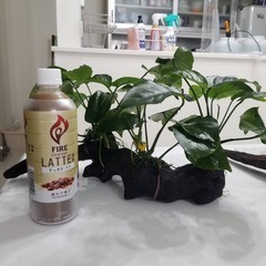水草&流木3

