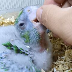 手乗りズアカハネナガインコ　12月16日画像更新