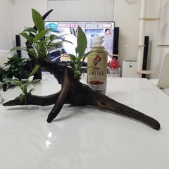 水草&流木4