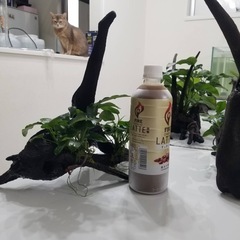 水草&流木5 