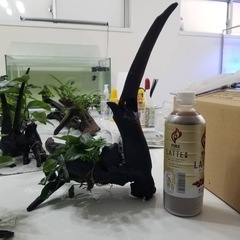 水草&流木6