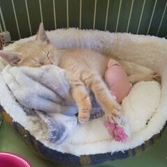 猫好きさん