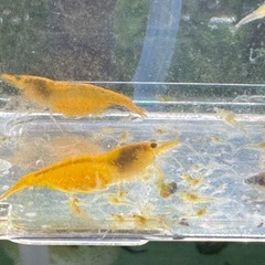 イエローチェリーシュリンプ　2.0〜3.5センチ 10匹の画像