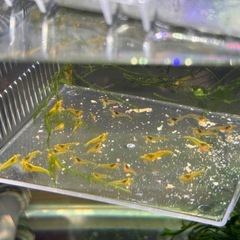 イエローチェリーシュリンプ　1.0〜1.2センチ15匹の画像