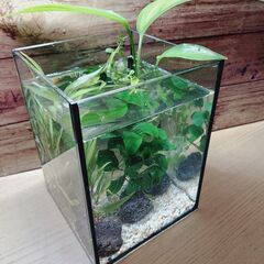 水草セット②【お取引中】