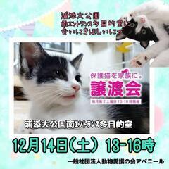 12月14日アベニール譲渡会in浦添大公園南ｴﾝﾄﾗﾝｽ多目的室