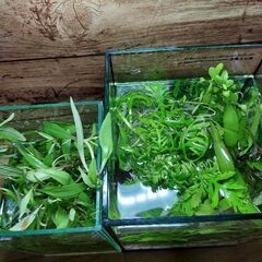 水草セット①の画像