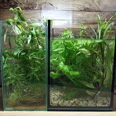 水草セット①の画像