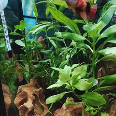 水草セット①の画像