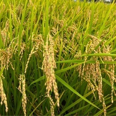 受付終了引渡し者決定【12月限定】 新米　令和6年産　あいちのか...