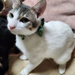 トライアル中)飼い主が鬱になり飼育が厳しい状況です