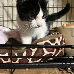 新規受付一時停止　ハチワレ子猫ちゃん
