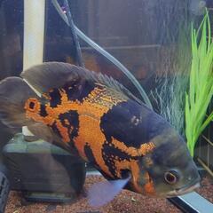 (調整中)熱帯魚 ブラックタイガーオスカー