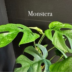 観葉植物　ヒメ(ミニ)モンステラ　イキイキ元気！の画像