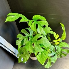 観葉植物　ヒメ(ミニ)モンステラ　イキイキ元気！の画像