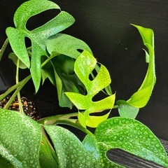 観葉植物　ヒメ(ミニ)モンステラ　イキイキ元気！の画像