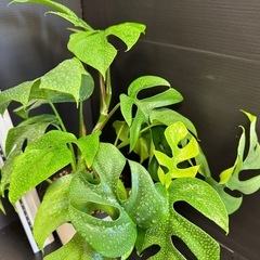 観葉植物　ヒメ(ミニ)モンステラ　イキイキ元気！の画像