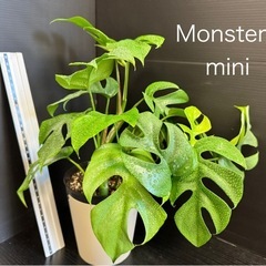 観葉植物　ヒメ(ミニ)モンステラ　イキイキ元気！