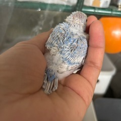 セキセイインコ雛🐥
