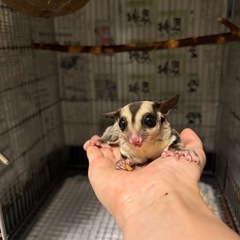 フクロモモンガ　オス　9ヶ月