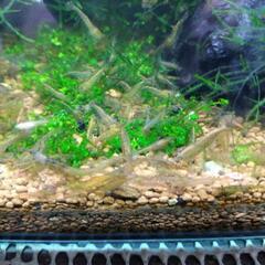ミナミヌマエビ20匹