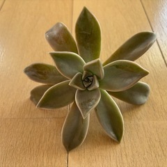 多肉植物　朧月　カット苗　直径13cm×茎長さ5cm