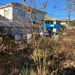 百日紅の木差し上げます