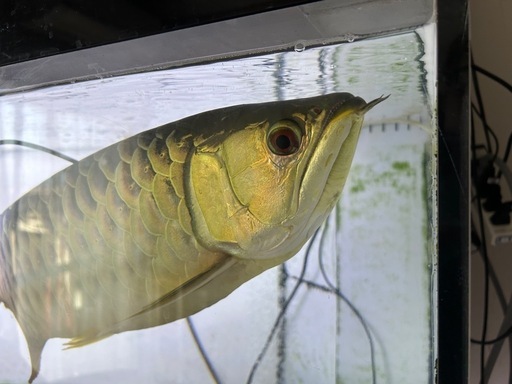 大型熱帯魚　
横1800奥行き750高さ600水槽