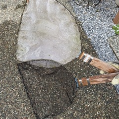 メダカ飼育　タモ網　セット