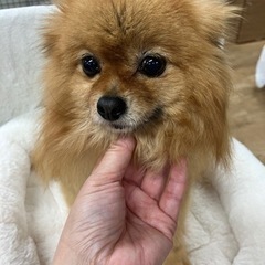 里親募集中☆ポメラニアン♀あのんちゃん