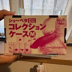 ガラスケース　ベタ　メダカの画像