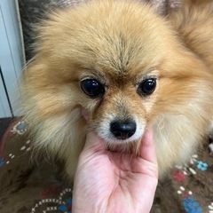 里親募集中☆ポメラニアン♀きのこちゃん