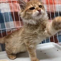 チャトラの兄弟ルカとモカ